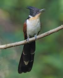 Black Bird With Long Tail Chestnut Winged Cuckoo Fairly Large Long Tailed Cuckoo With A Long Crest Glossy Black Green Upperparts With White Collar On Cuckoo Beautiful Birds Chestnut