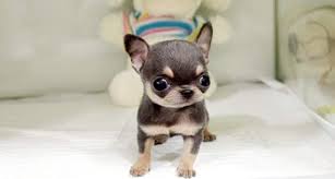 Black Apple Head Chihuahua For Sale South Africa Applehead Teacup Chihuahua Puppies For Sale Chihuahua Puppies Teacup Chihuahua Puppies Chihuahua Puppies For Sale