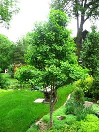 Ginkgo Jade Butterfly Landscaping Trees Backyard Trees Backyard Landscaping