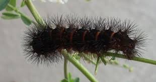 Black And White Striped Caterpillar With Yellow Spots Black Fuzzy Caterpillar Fuzzy Caterpillar Black Fuzzy Caterpillar Black Caterpillar
