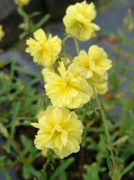 Sonnenroschen Helianthemum Staudenfoto Zu Helianthemum Cultorum Gelbe Perle Sonnenroschen Gelbe Pflanzen Stauden Pflanzen
