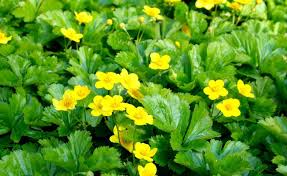 Wintergrune Stauden Und Graser Bodendecker Pflanzen Pflegeleichter Garten