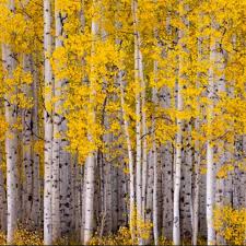Birch Trees In Fall Photos Silver Birch Trees Aspen Trees Tree Painting Tree Forest