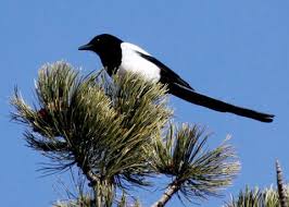 Black Bird With Long Tail Avise S Birds Of The World Birds Wildlife Photography Colorado Native