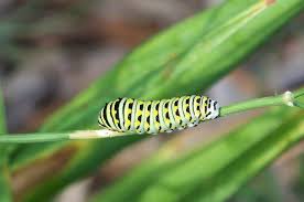 Black And White Striped Caterpillar With Yellow Spots They Re Cute But How Can You Get Rid Of Caterpillars Safely Black Caterpillar Caterpillar Eating Caterpillar