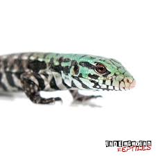 Argentine Black And White Tegu For Sale Baby Argentine Black White Tegus For Sale Underground Reptiles Underground Reptiles Black And White Tegu