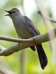 Gray Bird With Red On Back Of Head Gray Catbird Catbird Backyard Birds Bird Species