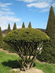 Nr 2063 Taxus Baccata Eibe Schirmform 1 7 M Asia Garten Eibe Baumschule