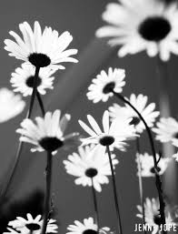 Black And White Photoshoot Background Black And White Photography Flowers Bing Images White Flower Pictures Black And White Flowers Black And White Background