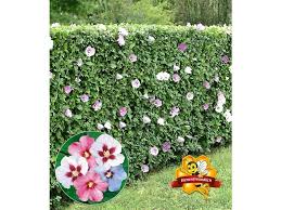 Winterharte Hibiskus Hecke 10 Pflanzen Hibiscus Syriacus Lidl De Hibiskus Hecke Hibiskus Pflanzen