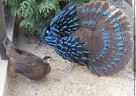 Exotic Bird Eggs For Sale Uk Rare 2 Palawan Peacock Pheasant Hatching Eggs For Sale Shipping Now Eggs For Sale Hatching Eggs For Sale Beautiful Birds