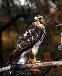 Michigan Birds Of Prey Pictures Pin By Paula Kelly On Plants And Creatures In My Michigan Backyard Backyard Birds Birds Of Prey Wildlife Animals