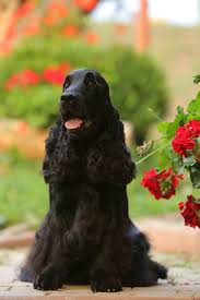 Black And Tan Cocker Spaniel Puppies For Sale Scotland Pin By Charlene Formosa On Cocker Spaniels Springer Spaniel Puppies Cocker Spaniel English Cocker Spaniel