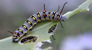 Black And White Striped Caterpillar With Yellow Dots Striped Caterpillar Identification Guide Caterpillar Moth Caterpillar Beautiful Butterflies