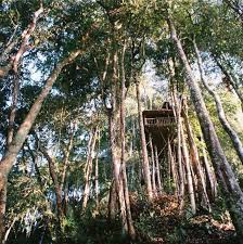 Pengalaman Tinggal Atas Pokok Di Terra S Tree House Rumah Pohon Pohon Penginapan
