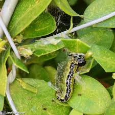 Agents Pathogenes Et Ravageurs Du Buis Le Jardinoscope Cote Pratique Les Bons Gestes A Faire Au Jardin Avec Images Pyrale Du Buis Taille Des Buis Parc Et Jardin