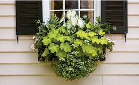 Balkonkasten Bepflanzen Ideen Und Beispiele Fur Sonnige Und Schattige Standorte Pflanzen Schatten Geranien Balkonkasten Bepflanzen