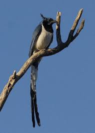 Black Bird With Long Tail Showing Blue Bird With Long Tail Bird Doodle Bird Kite Audobon Birds