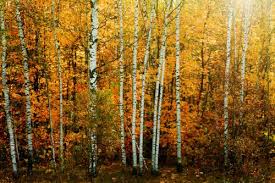 Birch Trees In Fall Photos Oh Birch How I Love You Autumn Forest Canvas Set White Birch Trees