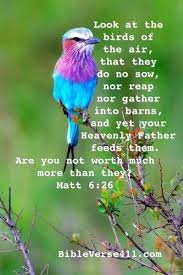 Look At The Birds Of The Air Look At The Birds Of The Air Your Heavenly Father Feeds Them Are You Not Worth Much More Than They Matt 6 26 Bible Beautiful Birds Birds Pretty Birds