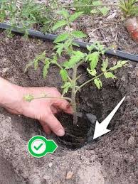13 Utilisations Etonnantes De La Cendre De Bois Pour La Maison Et Le Jardin En 2020 Plan De Tomates Idee Jardinage Astuce Jardin