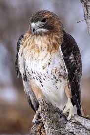 Michigan Birds Of Prey Pictures Red Tailed Hawk Karri Klawiter Http Www Facebook Com Karriklawiter Red Tailed Hawk Hawk Feathers Birds Of Prey