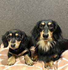 Black And Tan Vs Black And Cream Dachshund Pin On Doxie