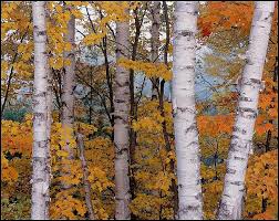 Birch Trees In Fall Photos Paper Birch Trees And Maples In Fall Near Half Moon Lake In The Hiawatha National Forest South Of Munising Upper Michig Birch Tree Art Aspen Trees Birch Tree