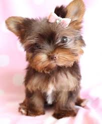 Miniature Black And Brown Yorkie Yorkie Puppies At Teacups Puppies And Boutique Cute Animals Cute Dogs Images Cute Animal Pictures