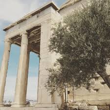 Classic Greece Olives Trees Greek Temple Followme Blogger Travel Acropolis Visitgreece Hellas Greece Athens Olivetree Acr Grecia El Partenon Olivo