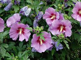 Gartenhibiskus Winterharter Blutentraum In 2020 Gartenhibiskus Hibiskus Winterhart Hibiskus