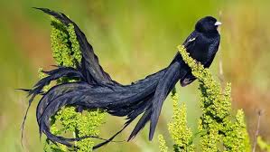 Black Bird With Long Tail Rare Long Tailed Widow Bird South African Birds Most Beautiful Birds Rare Birds