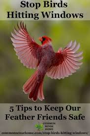 Bird Flying Into Window Meaning Stop Birds Hitting Windows 5 Tips To Protect Our Feathered Friends Birds Birds Flying Into Windows Birds Flying