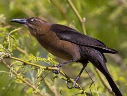Black Bird With Long Tail Great Tailed Grackle Grackle Arizona Birds Black Bird