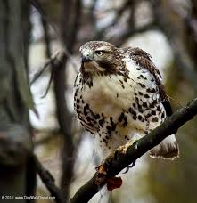 Michigan Birds Of Prey Pictures Hawk From Michigan In Pictures Cooper S Hawk Birds Hawk