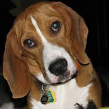 Jackson He S A Bagel Hound Beagle Bassett Hybrid We Love Him I Love Dogs Hound Dog Beagle