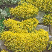 Pflanzen Kolle Scharfer Mauerpfeffer Gelb 9 Cm Topf Leuchtend Gelbe Bluten Sorgen Fur Zauberhafte Farbtupfer Im Stauden Bepflanzung Pflanzen Bodendecker