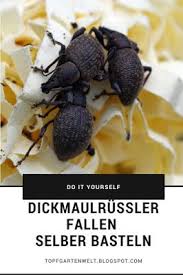 Dickmaulrussler Im Garten In 2020 Schadlinge Im Garten Garten Pflanzen Pflanzen
