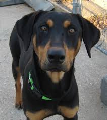 Black And Tan Coonhound Mixed With German Shepherd Dog Breeds B Black And Tan Coonhound Page 9