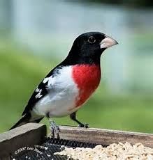 Gray Bird With Red On Back Of Head Image Result For What Kind Of Bird With Black Head Grey Body Red Chest Backyard Birds Beautiful Birds Pet Birds