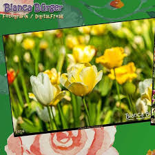 Meine Lieblingsfotos Aus Den Letzten Jahren Gelbe Tulpen Im Britzer Garten Berlin Tulpe Tulip Britzergarten Berlin Mit Bildern Garten Berlin Gelbe Tulpen Tulpen