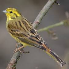 Bruant Jaune Le Bruant Jaune A L Habitude De Chanter Du Haut D Un Buisson Ou D Un Petit Arbre Son Chant Est Mo Bruant Jaune Oiseaux Des Jardins Oiseaux