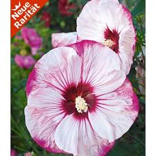 Winterharter Hibiskus Summerific Cherry Cheesecake 1 Pflanze Winterharte Pflanzen Hibiskus Winterhart