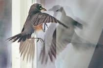 Bird Flying Into Window Meaning Stop Birds Flying Into Windows Bird Window Stickers Birds Flying Into Windows Why Do Birds Birds