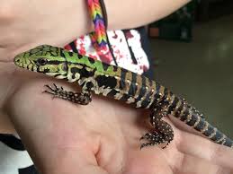 Argentine Black And White Tegu For Sale For Sale Sale Cb Chacoan Argentine Black White Tegu Babies Faunaclassifieds Tegu Lizard Reptiles And Amphibians Amphibians