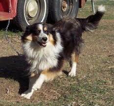 Black And Tan Australian Shepherd Puppy A Black Tan And White Tri Color English Shepherd Is Playing On A Chain Which Is Attached To A Big Red Truck English Shepherd Shepherd Dog Breeds Dog Breeds