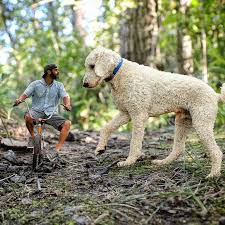 Giant Dog Un Photographe Et Son Chien Geant S Amusent Sur Instagram Chiens Geants Golden Doodle Chien