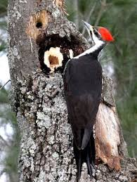 Gray Bird With Red On Back Of Head Pileated Woodpecker Woodpecker Birds Ornithology