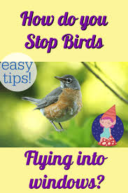 Bird Flying Into Window Meaning How To Stop Birds Pecking At Windows Useful Life Hacks Birds Birds Flying Into Windows