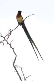 Black Bird With Long Tail Paradise Whydah World Birds Fire Eyes Animals Beautiful